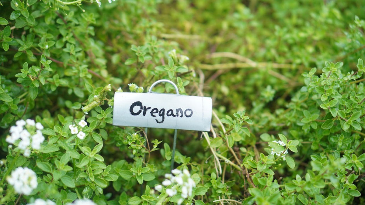 🌿 Aceite de Orégano + Semilla Negra | 90 Cápsulas | 6.000 mg por Porción | Carvacrol + Timol + Timoquinona 🇺🇸