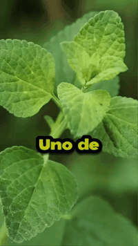 🌿 Aceite de Orégano + Semilla Negra | 90 Cápsulas | 6.000 mg por Porción | Carvacrol + Timol + Timoquinona 🇺🇸
